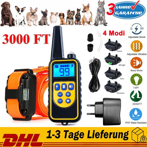 800m hund ausbildung - hund,