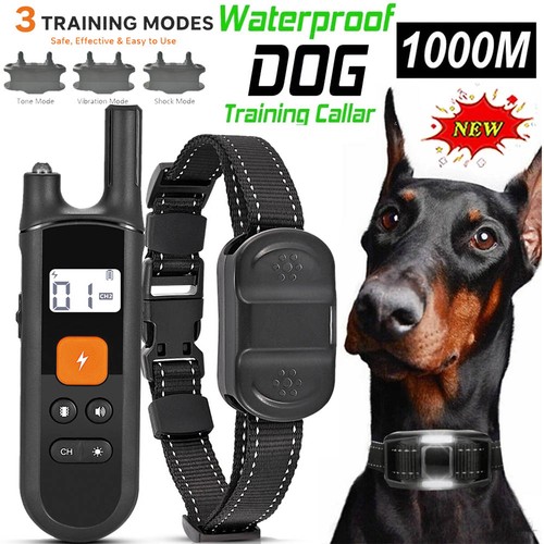 1000m hund ausbildung - 1000m,