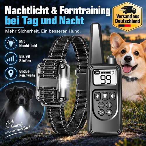 1000m hund ausbildung - hund,