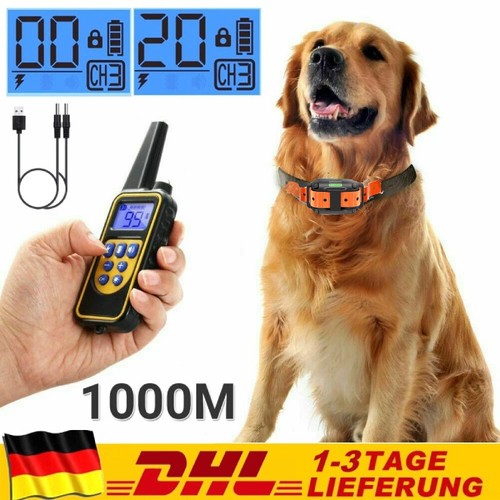 1000m hund ausbildung - hund,
