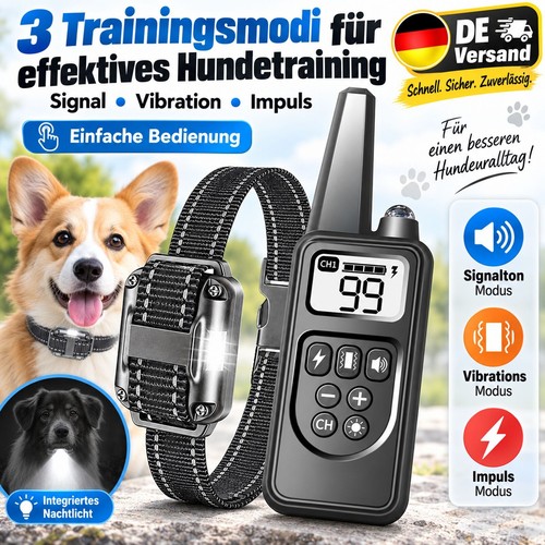 1000m hund ausbildung - hund,