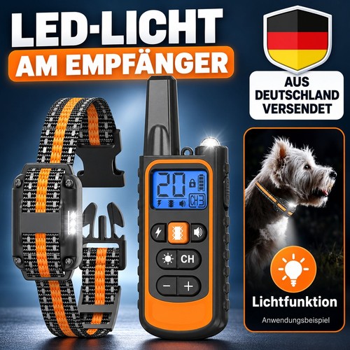 1000m hund ausbildung - hund,