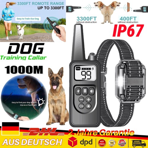 1000m hund ausbildung - hund,
