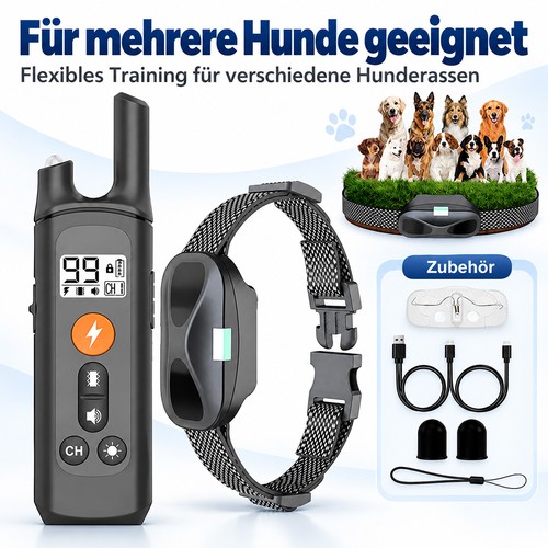 1000m hund ausbildung - hund,